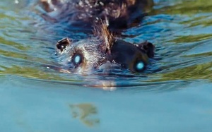 zombeavers12