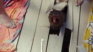 zombeavers2